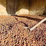 Daire Cascina - Tra Le Nocciole