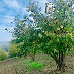 Appartamento Cascina - Tra Le Nocciole
