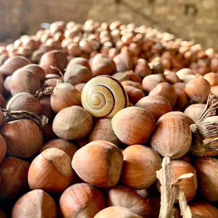 Cascina - Tra Le Nocciole شقة Levice